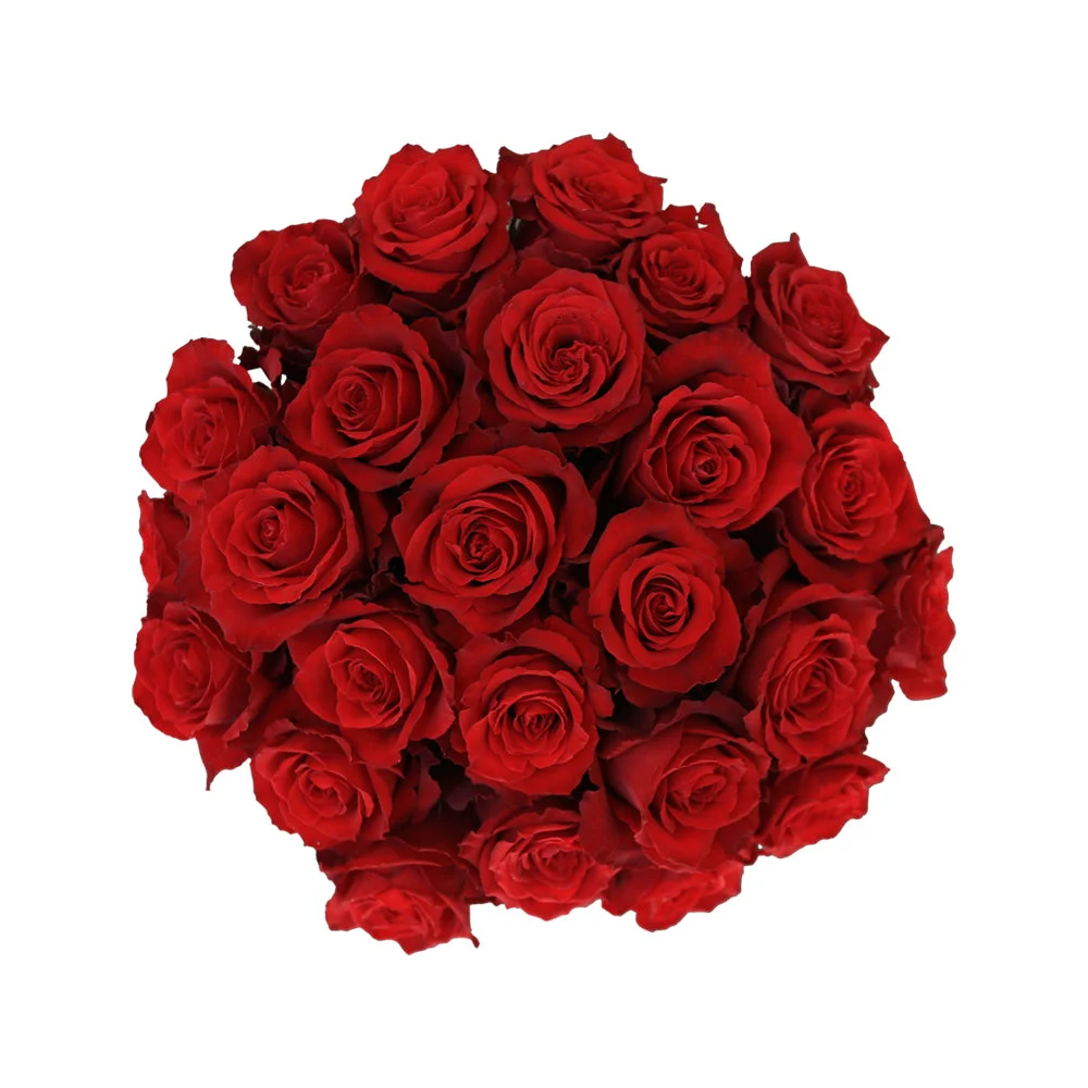 High Plateau Red Rose – Bold Scarlet Blooms for Romantic & Celebratory Floral Designs