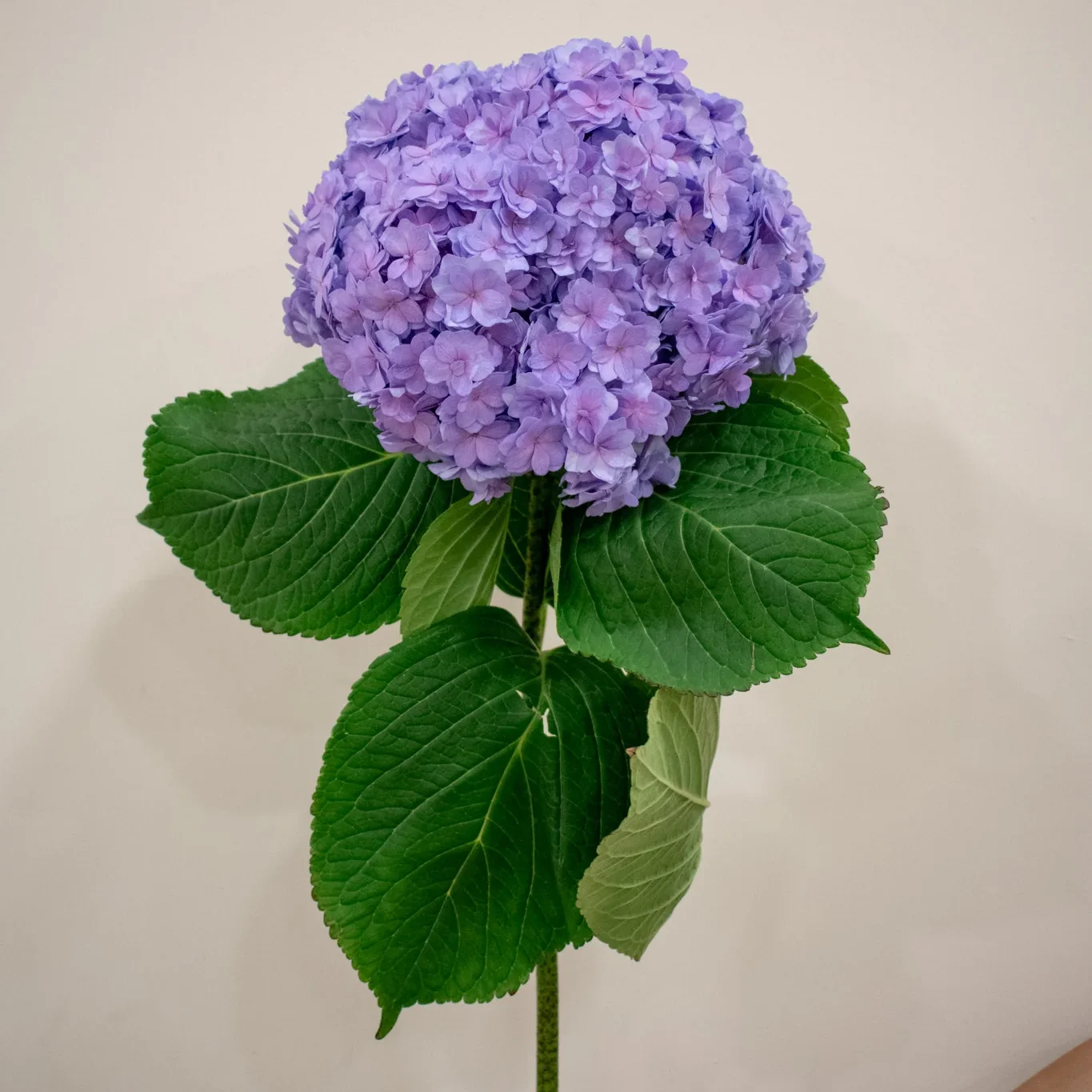 HYDRANGEAPURPLE